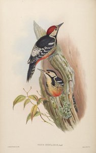 Picus insularis